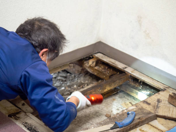 Best Post-Flood Mold Remediation in Port Sulphur, LA