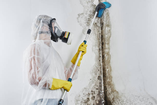 Best Mold Remediation for Specific Building Types in Port Sulphur, LA