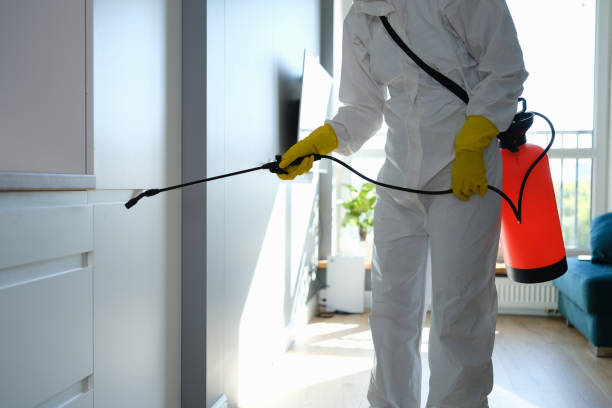 Best DIY Mold Remediation Support Services in Port Sulphur, LA