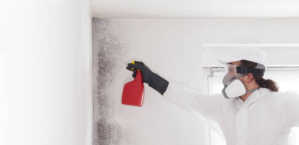 Best HVAC Mold Remediation in Port Sulphur, LA