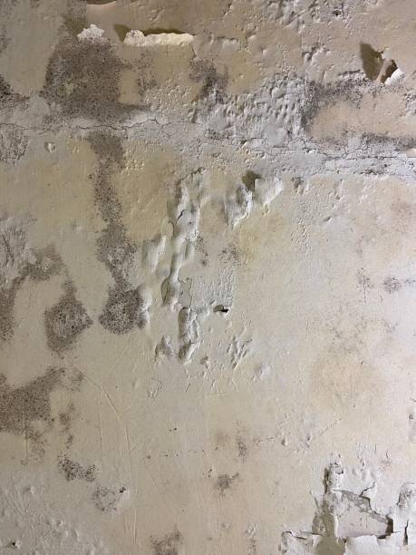 Best White Mold Remediation in Port Sulphur, LA
