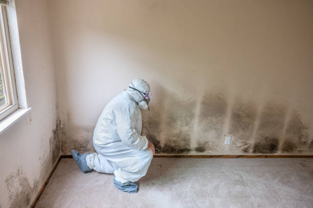 Best Basement Mold Remediation in Port Sulphur, LA